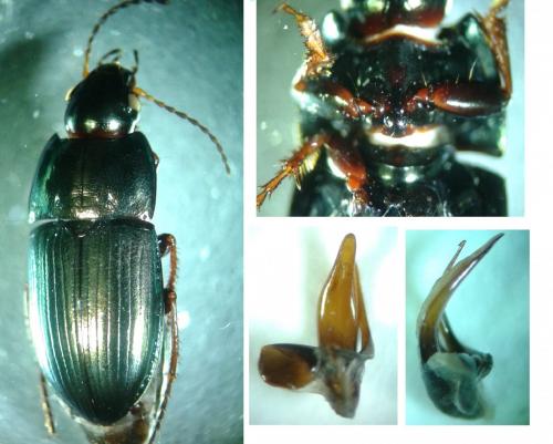 Amara communis